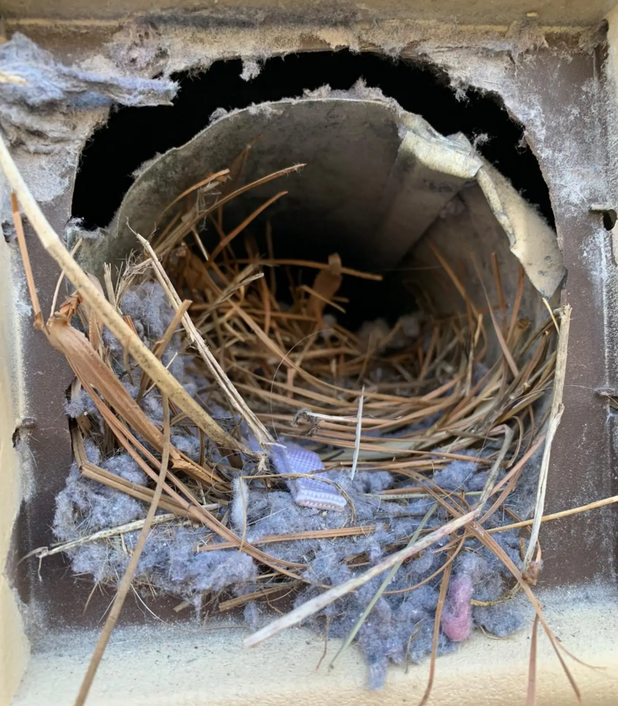 Title: Nest Removal from Dryer Vents in Sylmar, CA | Dryer Vent Cleaning Services